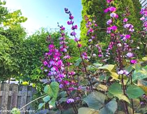 Hyacinth+Bean+Vine.jpg