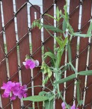 Perennial Sweet Peas.png