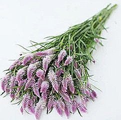 Celosia%2BFlamingo%2BFeather.jpg