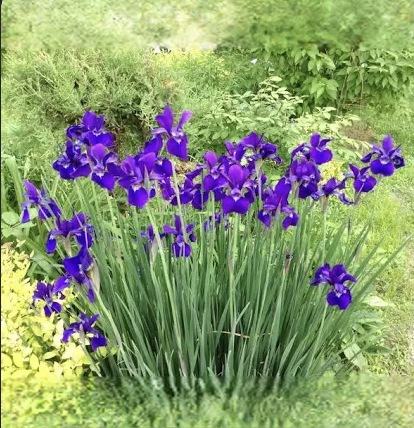 Iris, Siberian Dark Purple