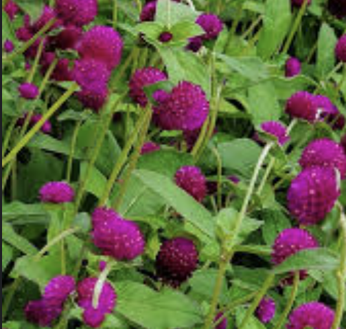Globe Amaranth "Audray Purple-Red"