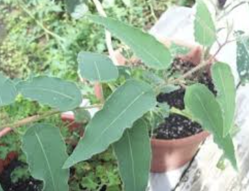 Eucalyptus Citriodora “Lemon Eucalyptus”