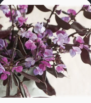 Hyacinth Bean Vine