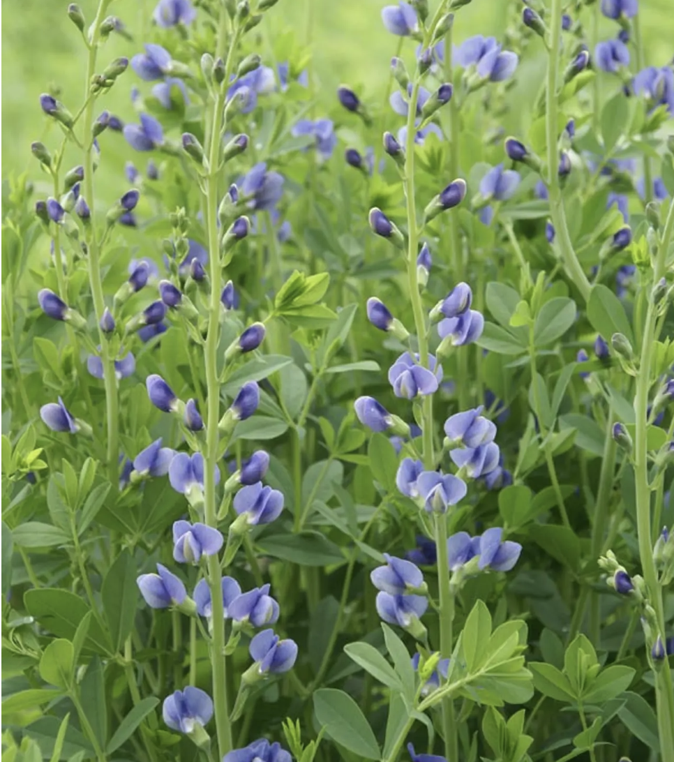 Blue Wild Indigo (Baptisia Australis)