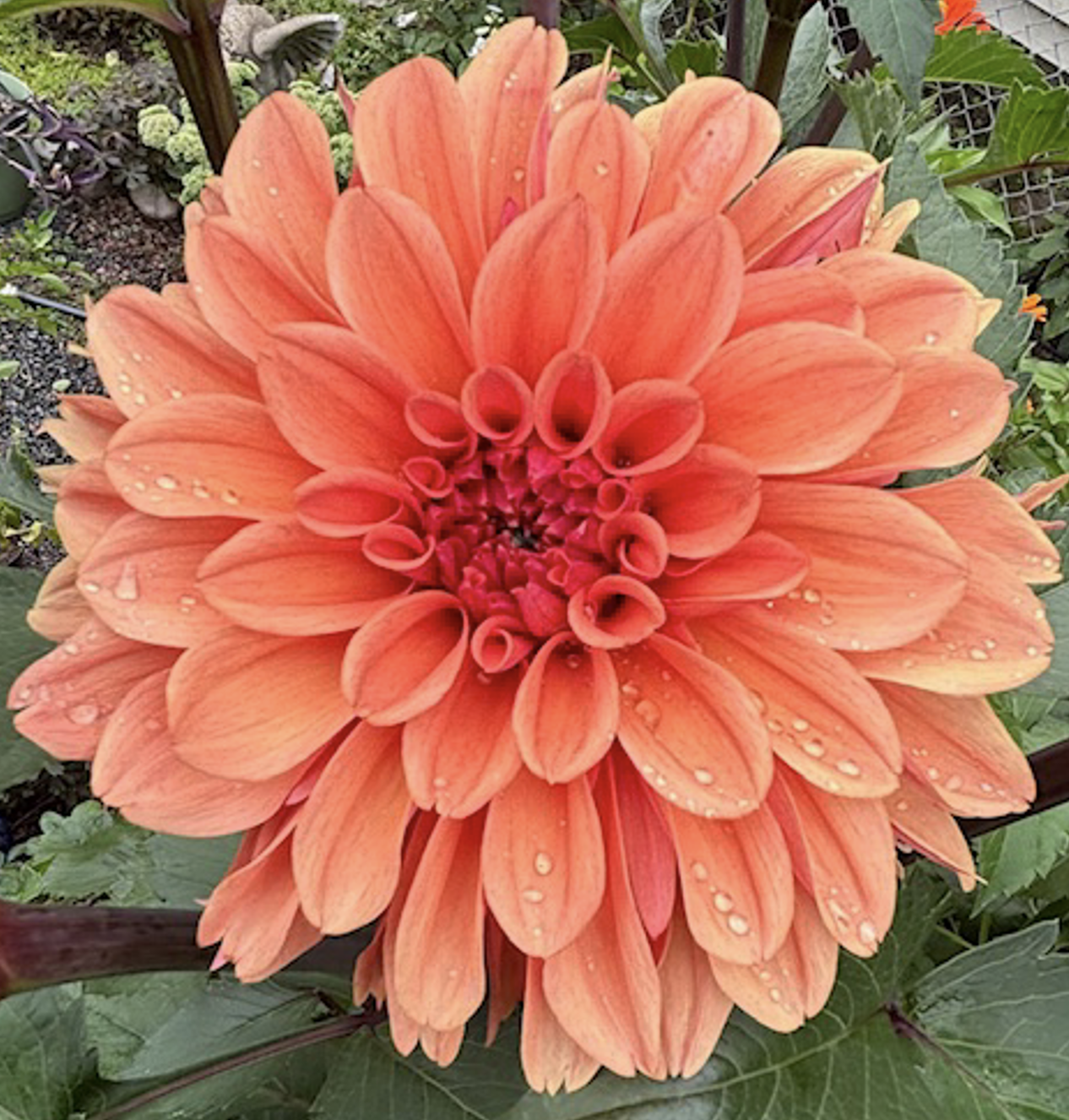 Dahlia "Push-Up Pop"