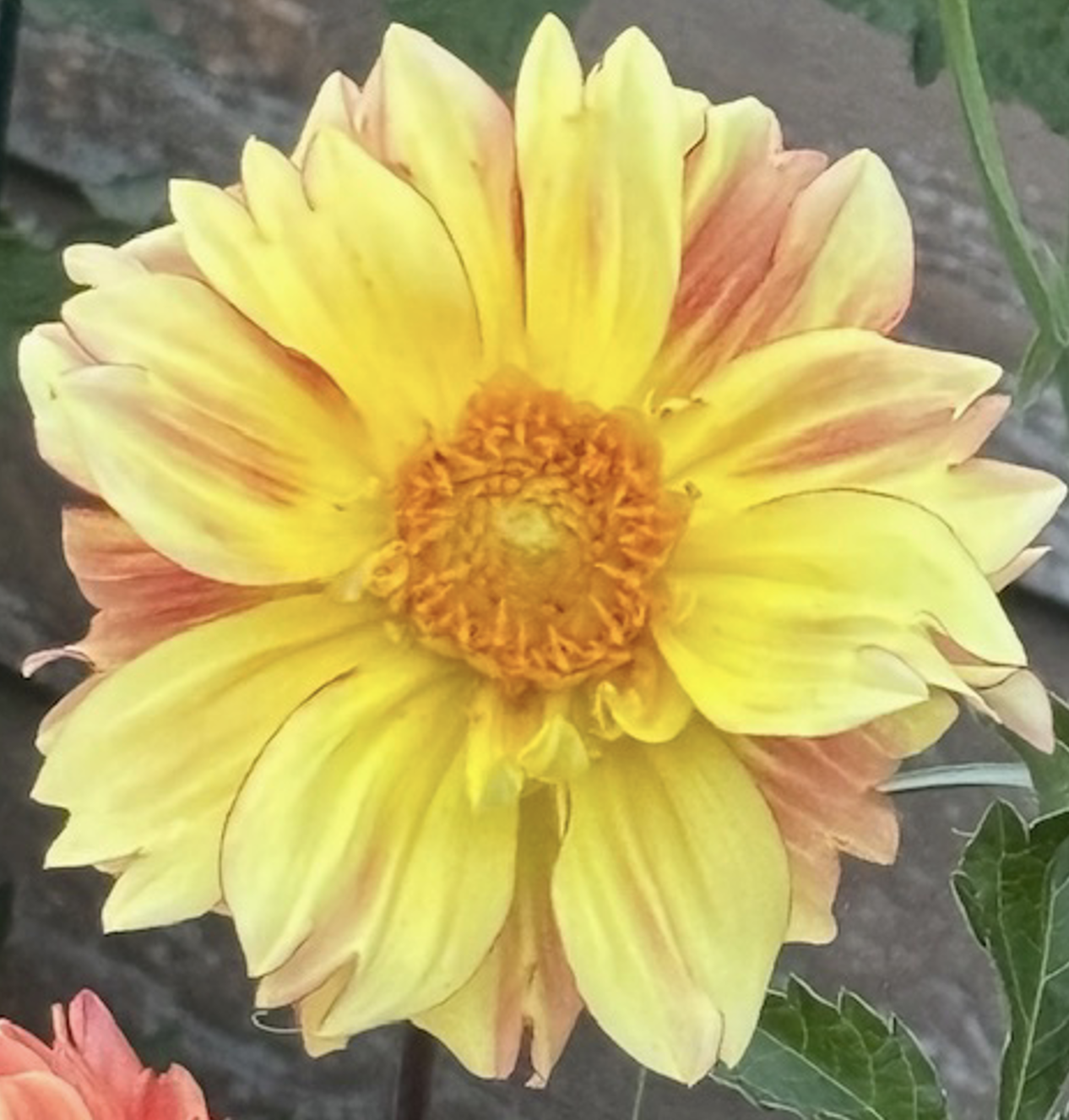 Dahlia "Bubbly Fuzzy Navel"