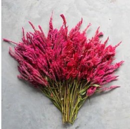 Celosia+Raspberry+Lemonade.jpg
