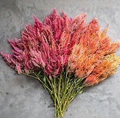 Celosia+Spun+Sugar.jpg