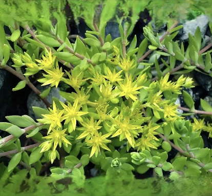 Stringy Stonecrop