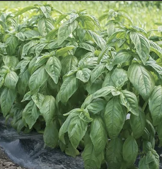 Screenshot 2026-04-22 at 6.49.26 PM.png