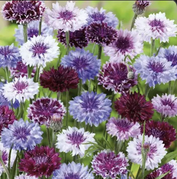 Screenshot 2026-04-22 at 6.21.14 PM.png