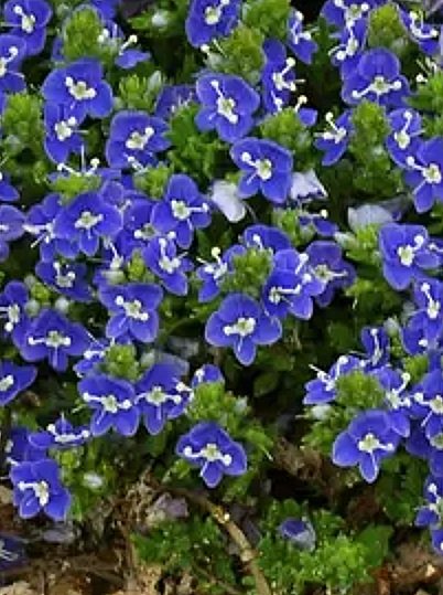 Veronica Tidal Pool (Creeping Speedwell)