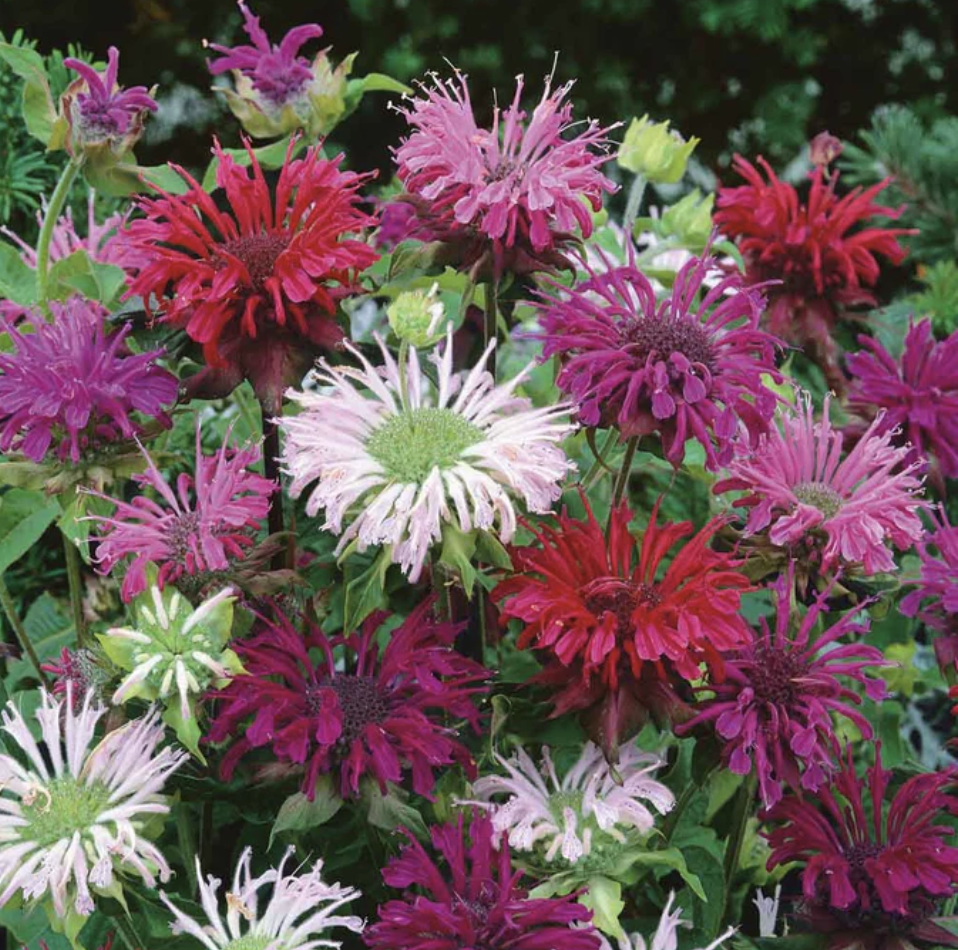 Bee Balm (Monarda)