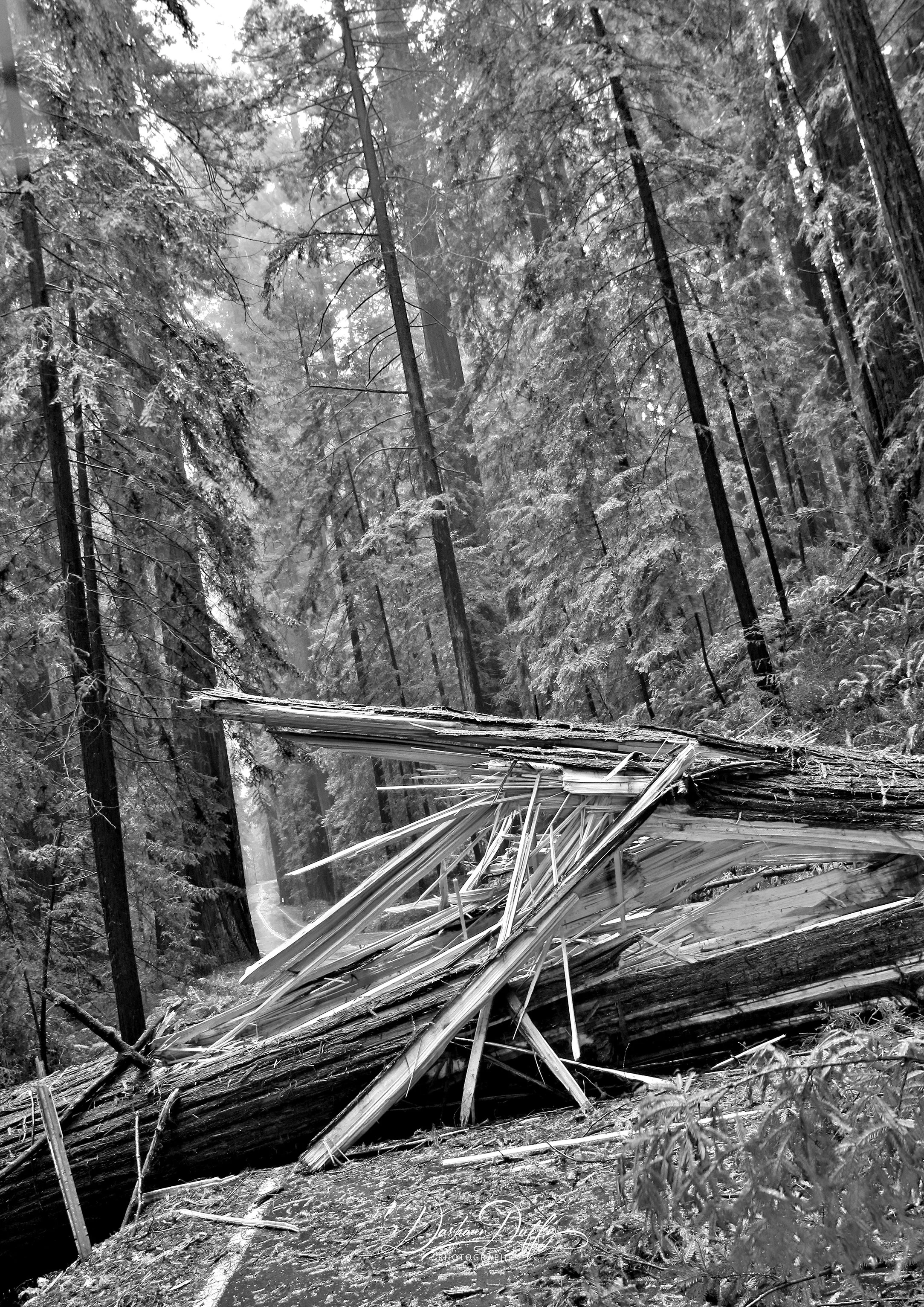 Redwood road