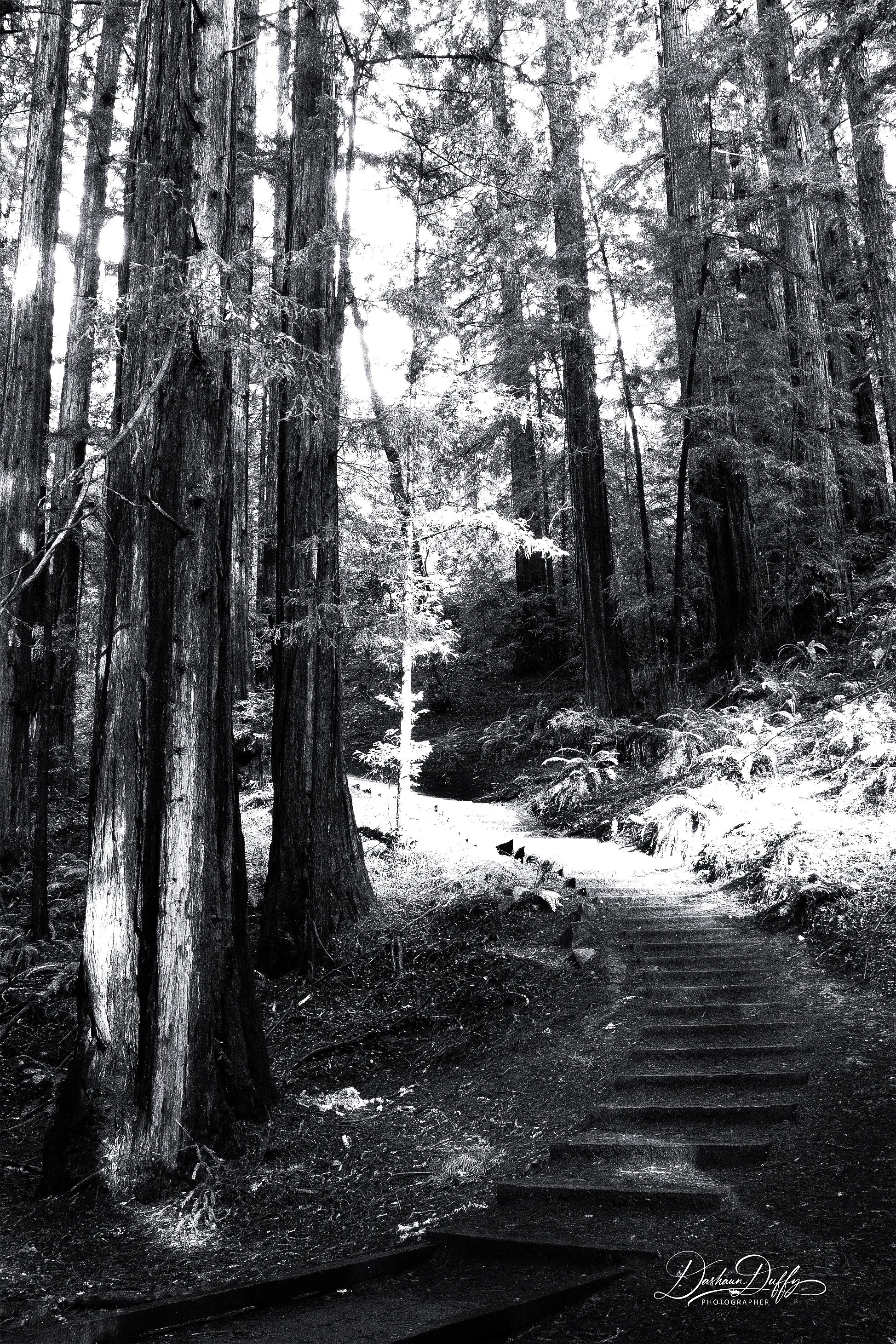 Muir Woods steps B&W