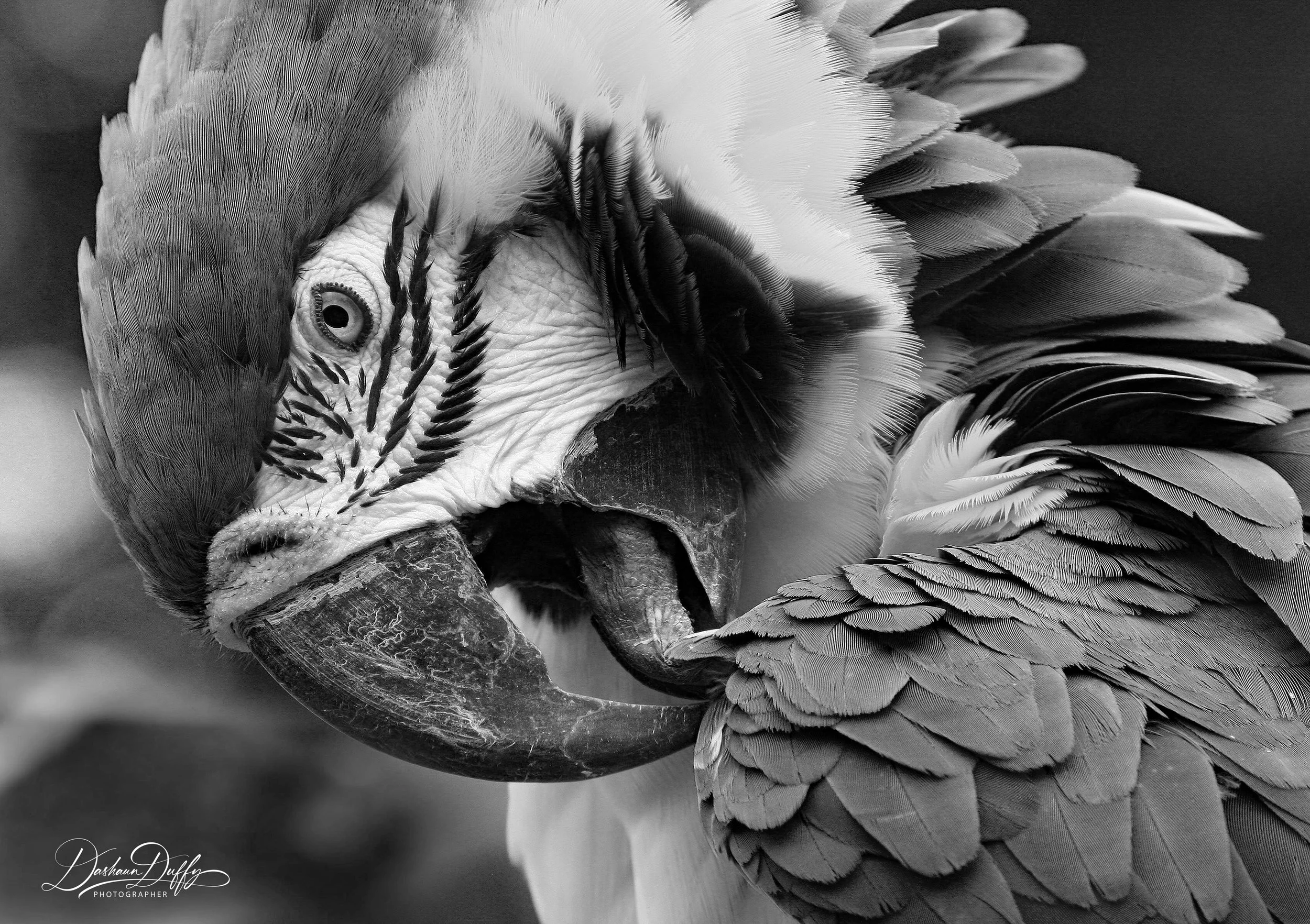 Macaw grooming