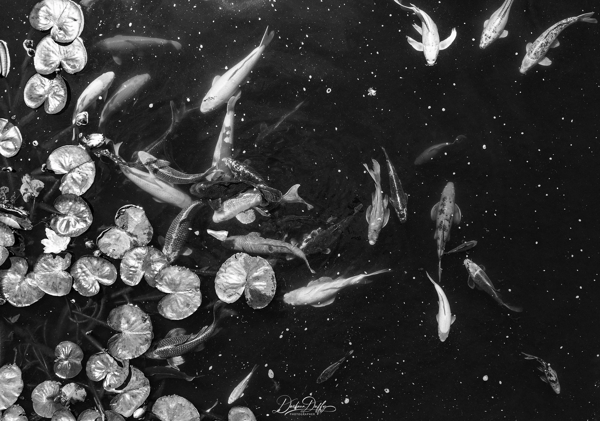 Koi fish