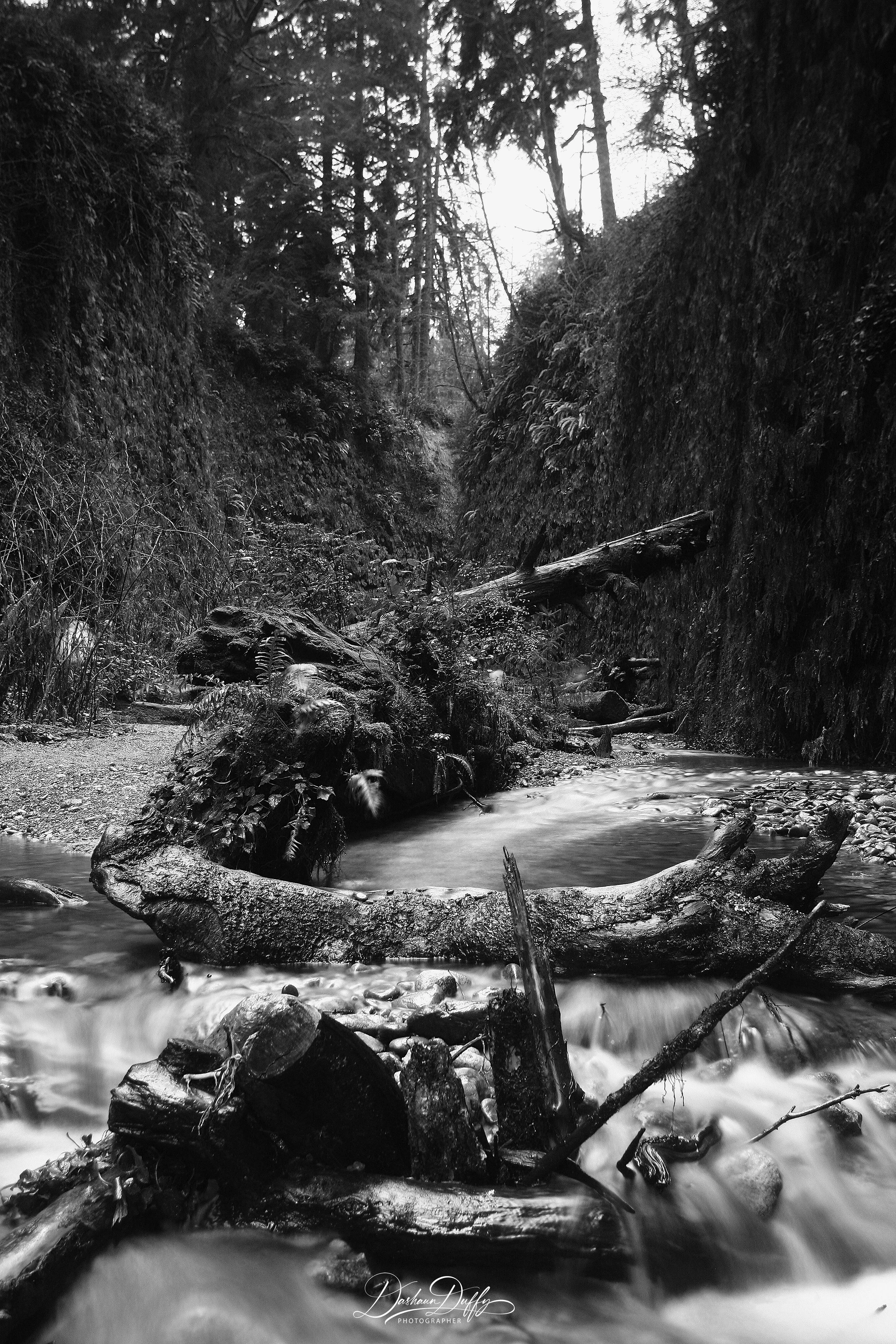 Fern Canyon