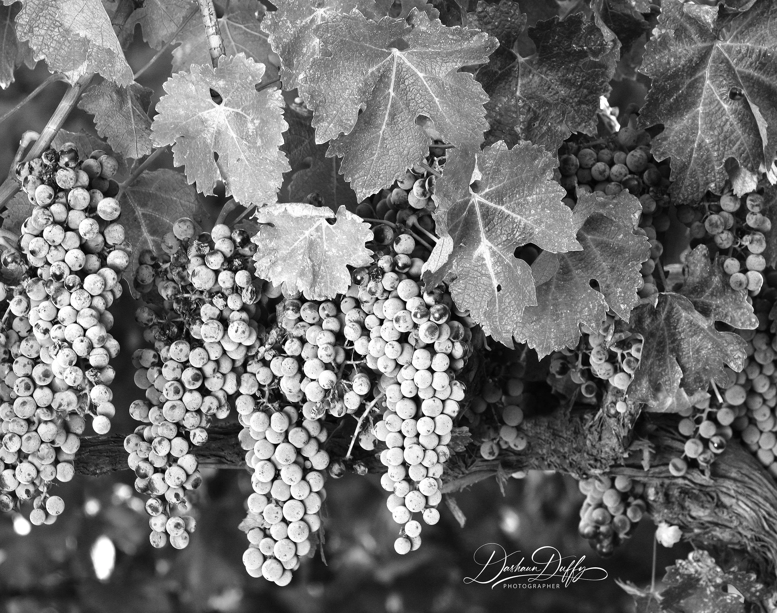 Napa grapes