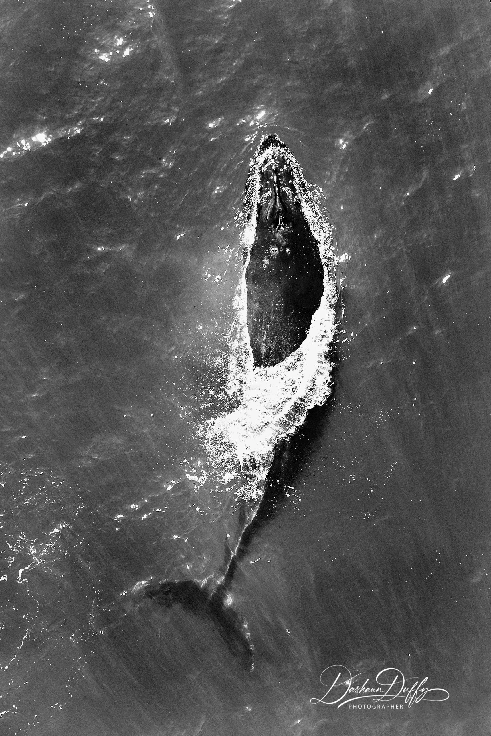 Humpback Whale