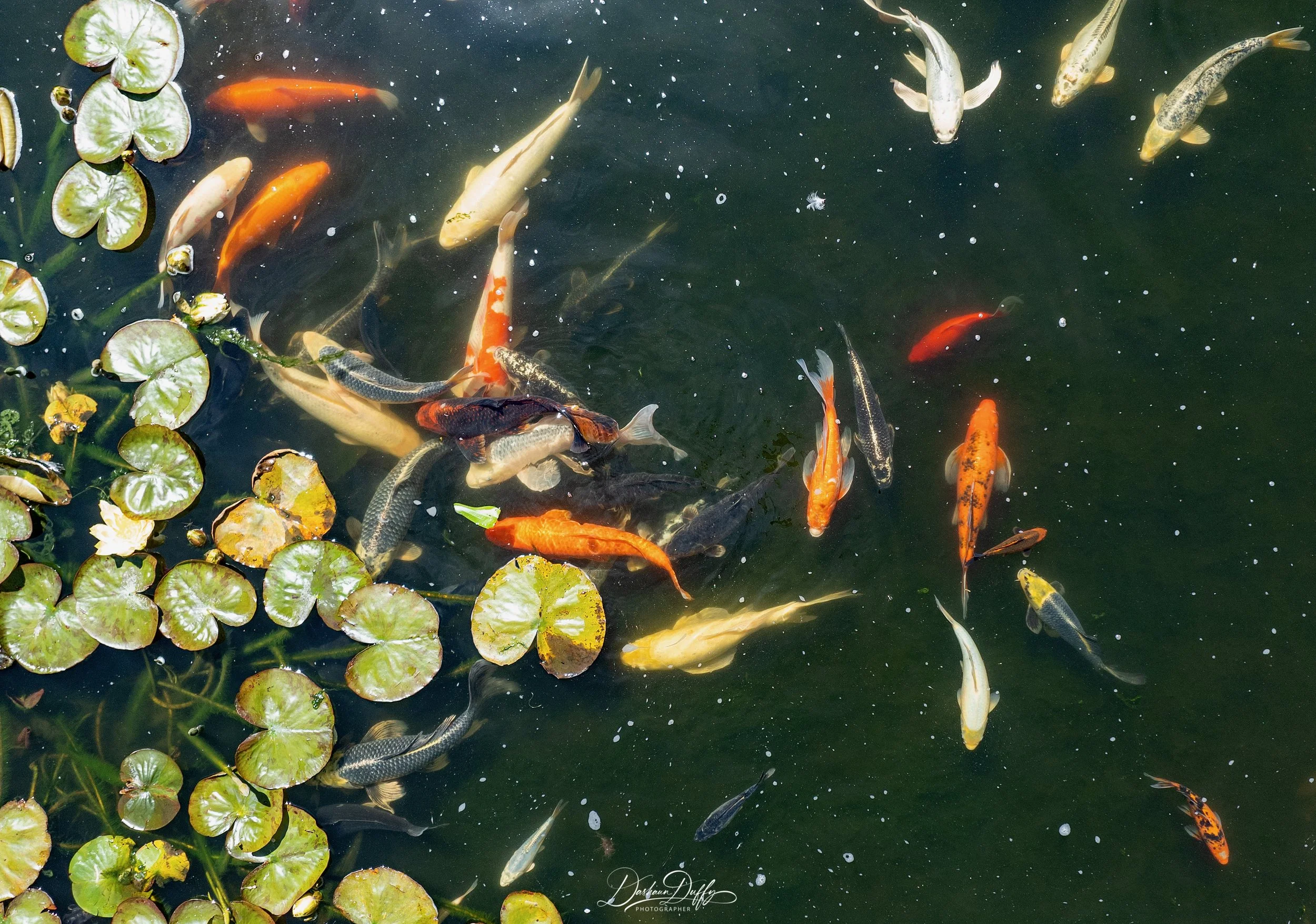 KOI FISH