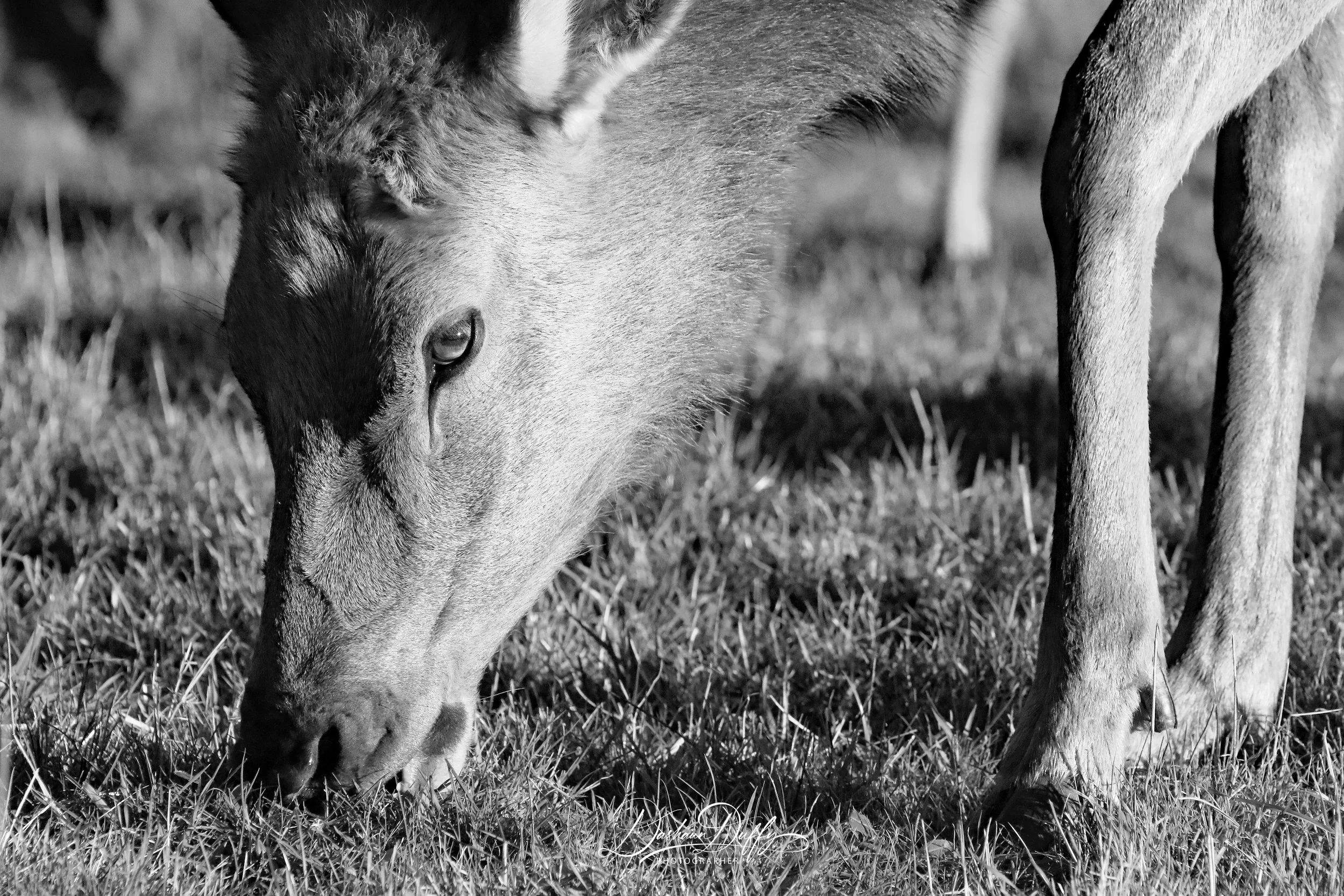 Elk grazing