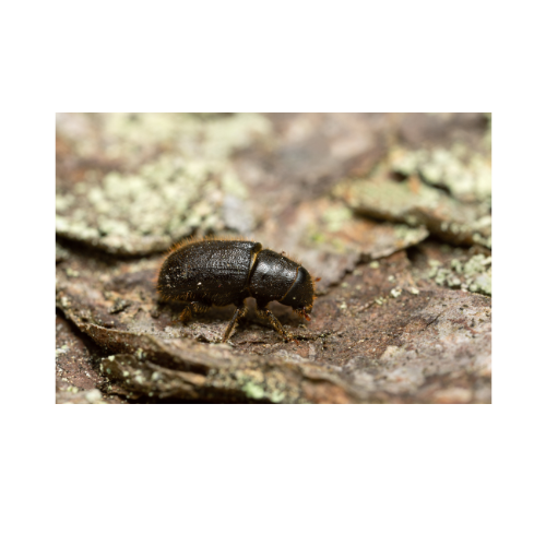 How To Protect Pine Trees From Pine Beetles