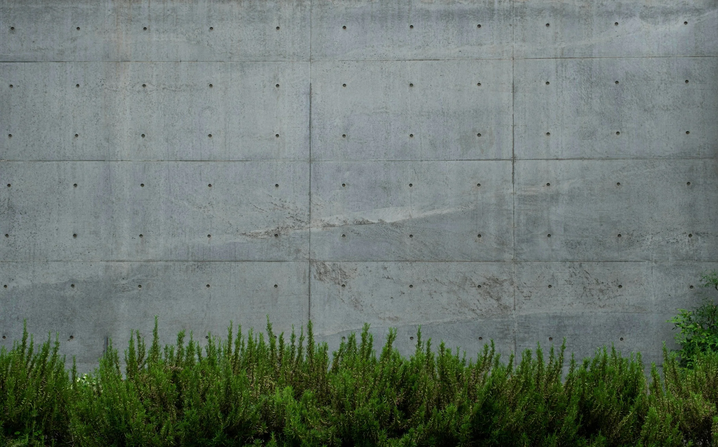 Concrete wall with small holes and green plants at the base.