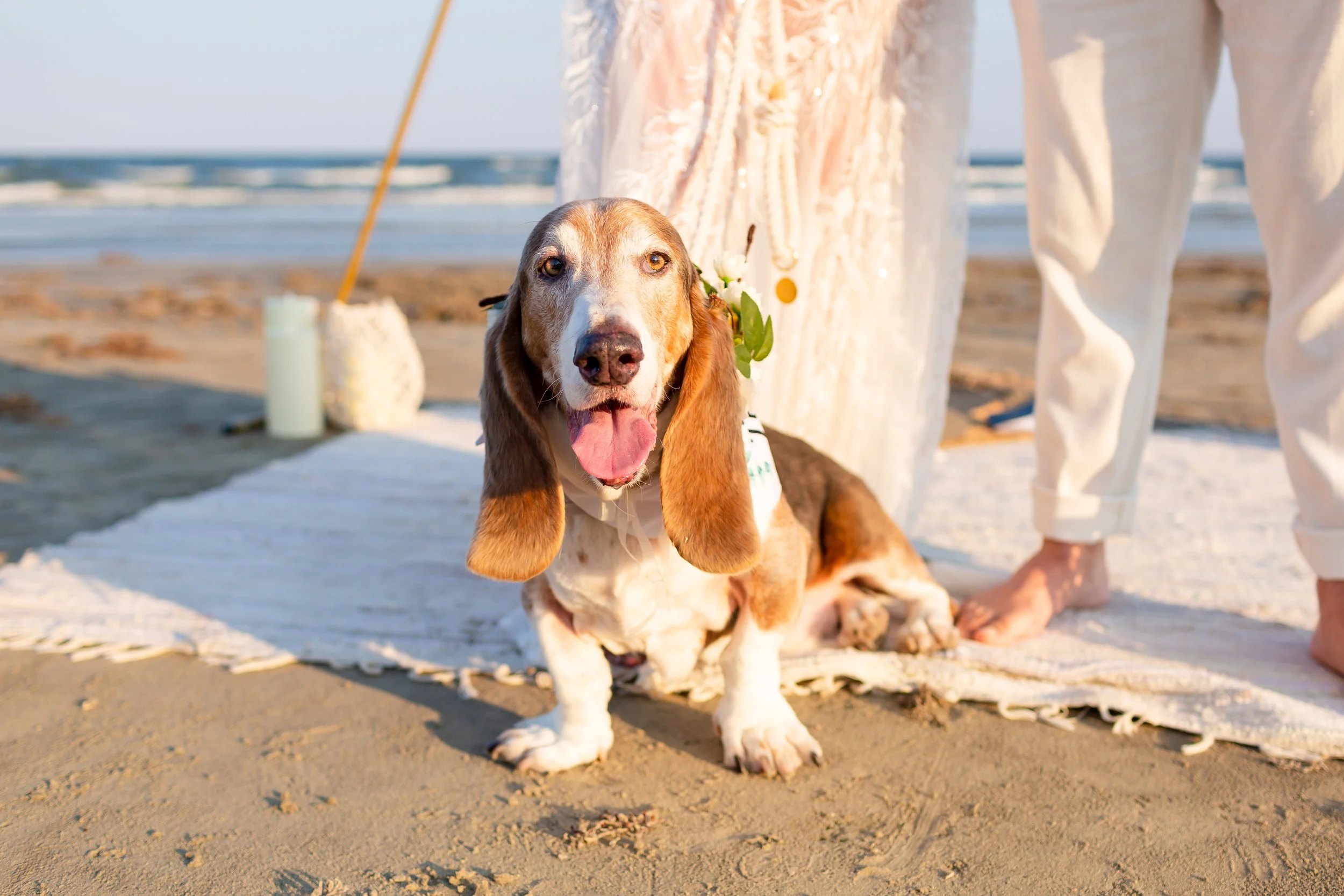 Beach Ceremony Elopement Pet Friendly Galveston Wedding Photography
