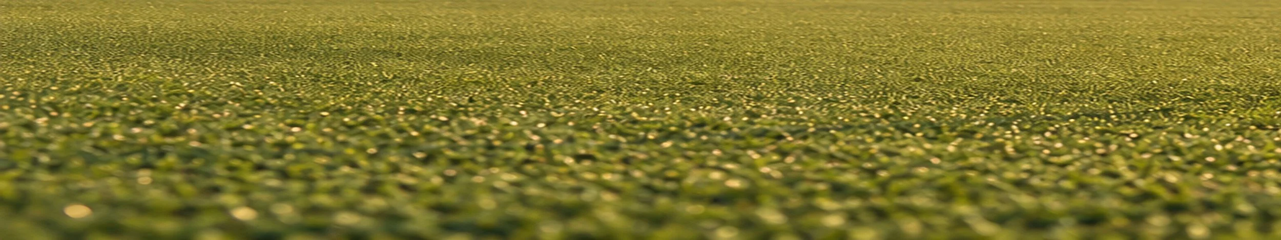 jtour-foreground-grass-4k.jpg
