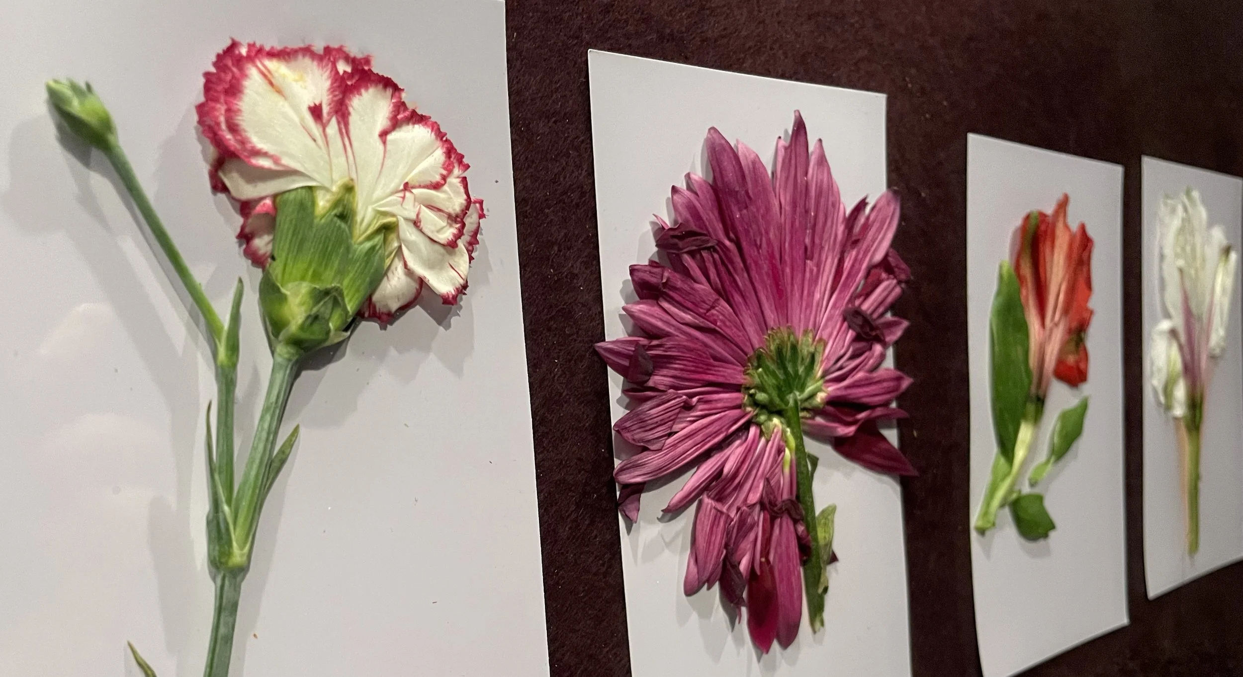 Photographs of pressed flowers placed on photo paper, featuring a variety of colorful flowers including a red and white carnation, a pink daisy, and lilies.