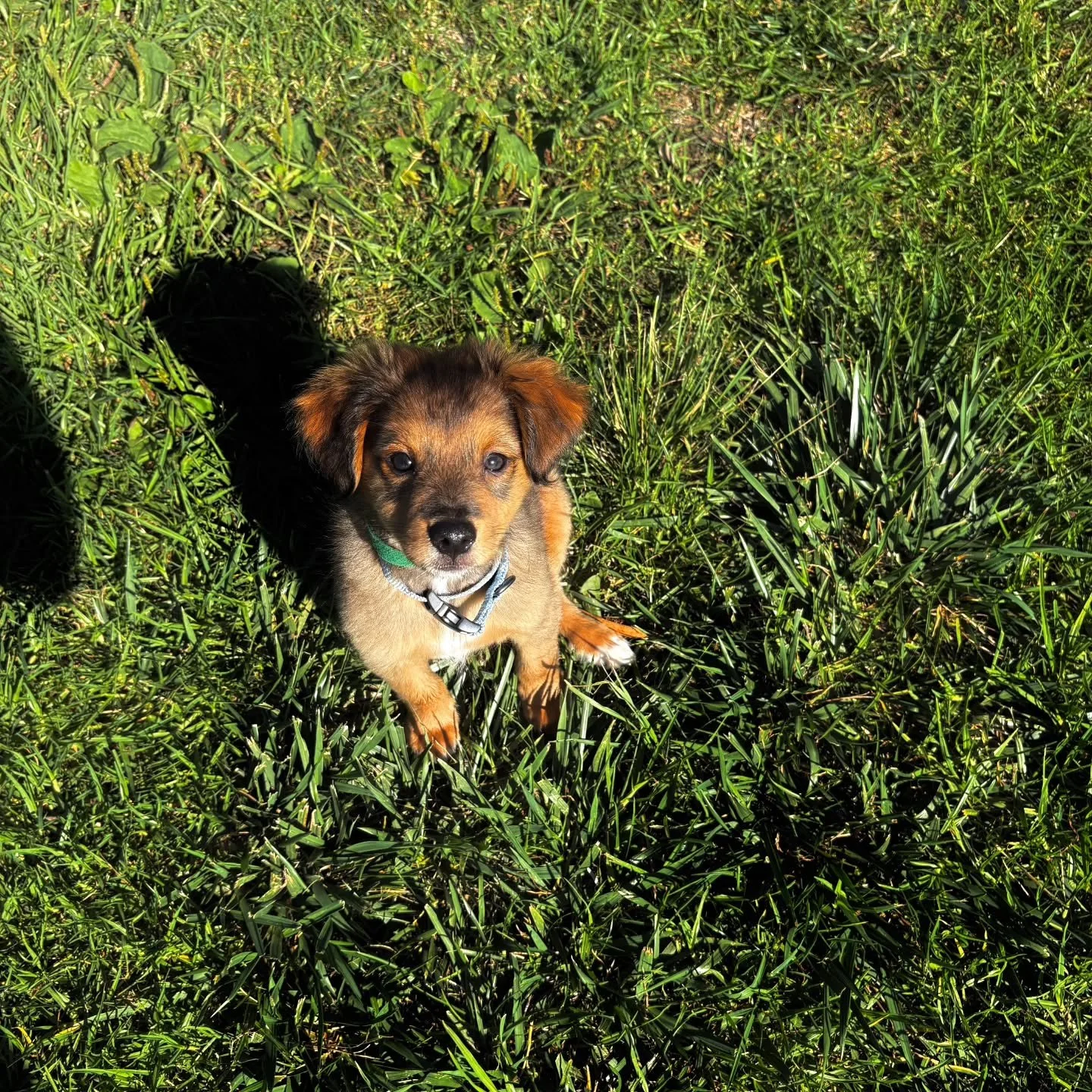Meet Juno. 10 week old yorkipoo
9 months after our sweet Jasper passed, I began to get this gnawing in my heart that it was time for another dog. I really thought I would never be a dog mom again. 
Then I saw this sweet face and he lived 7 min from