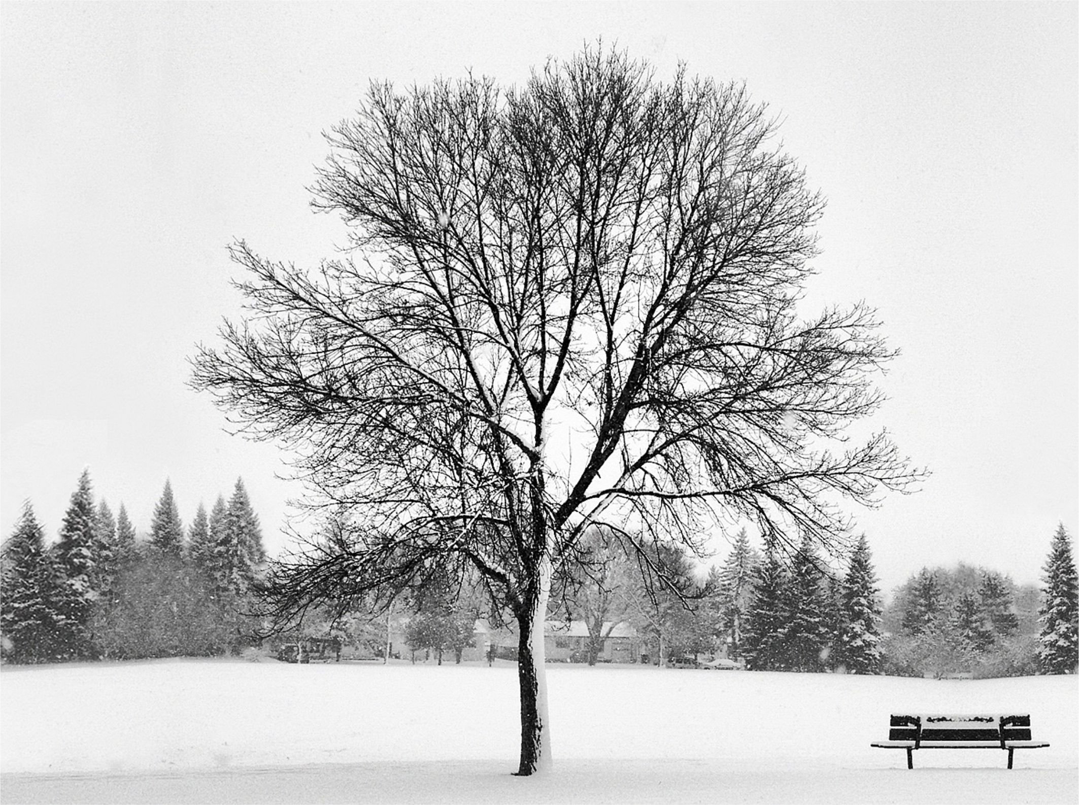 Hal Schrenk Photography - Winter.jpg