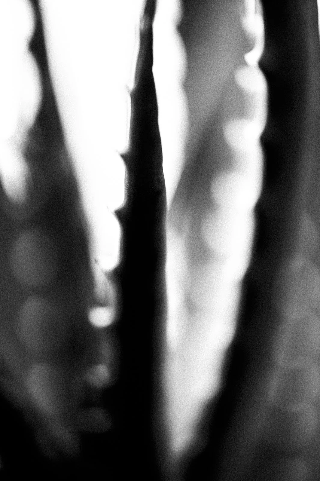 _DSC1371.jpg