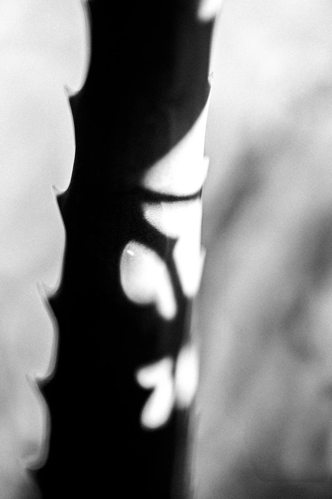 _DSC1538.jpg