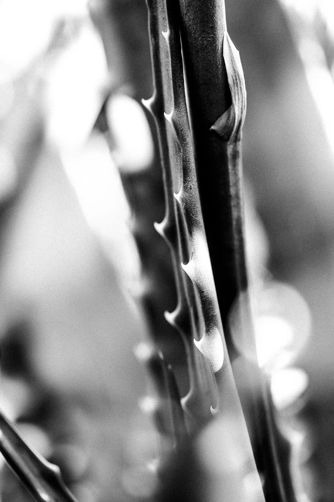 _DSC1527.jpg