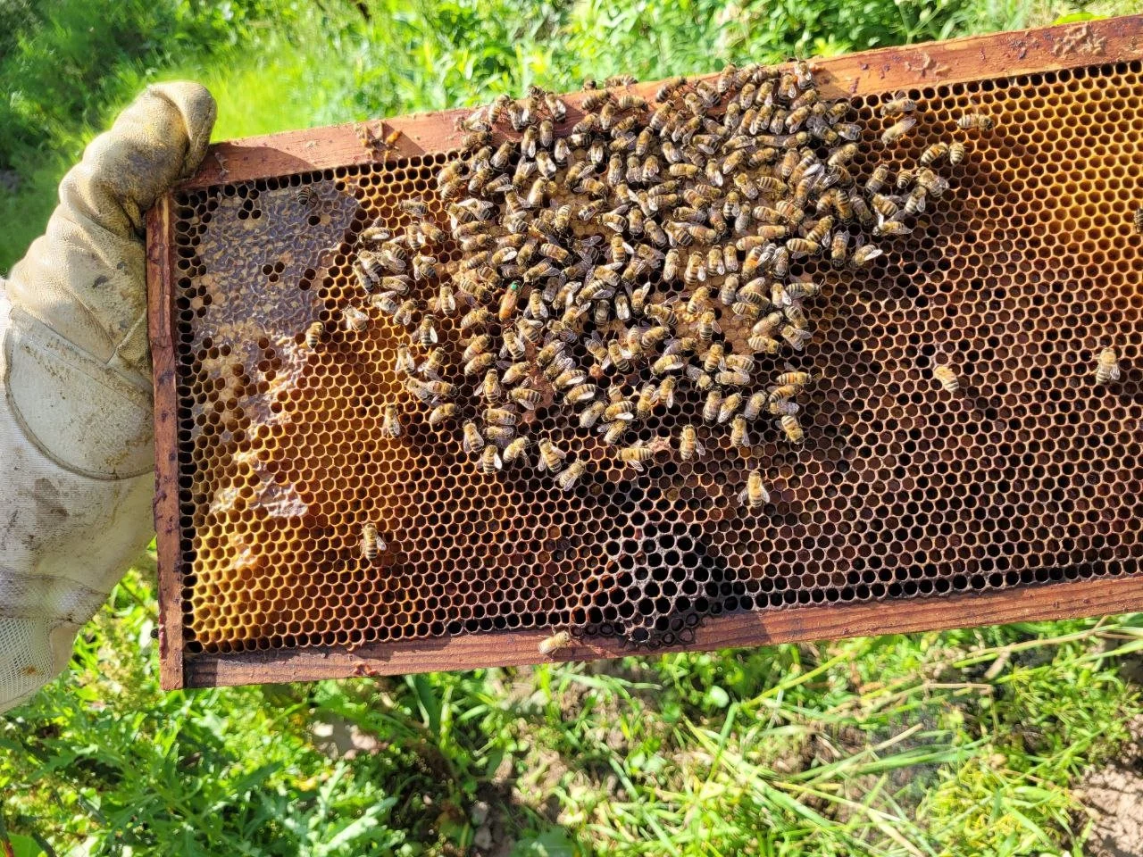 Bees as Electromagnetic Sentinels