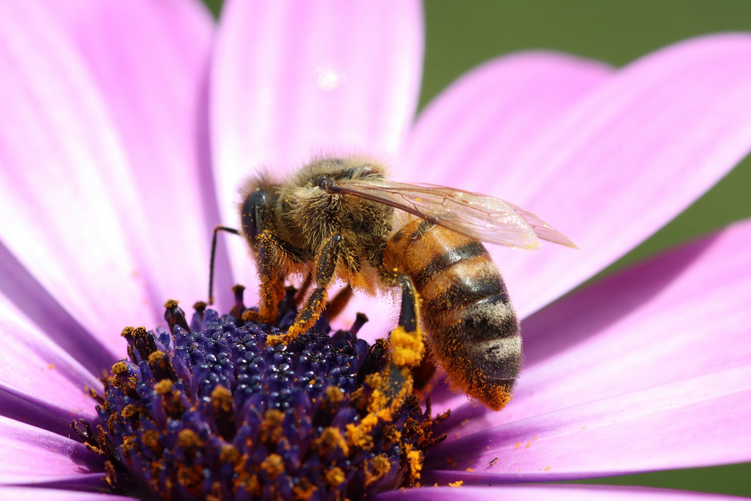 Pollinator Friendly Alliance & Honeycomb Cottage MN