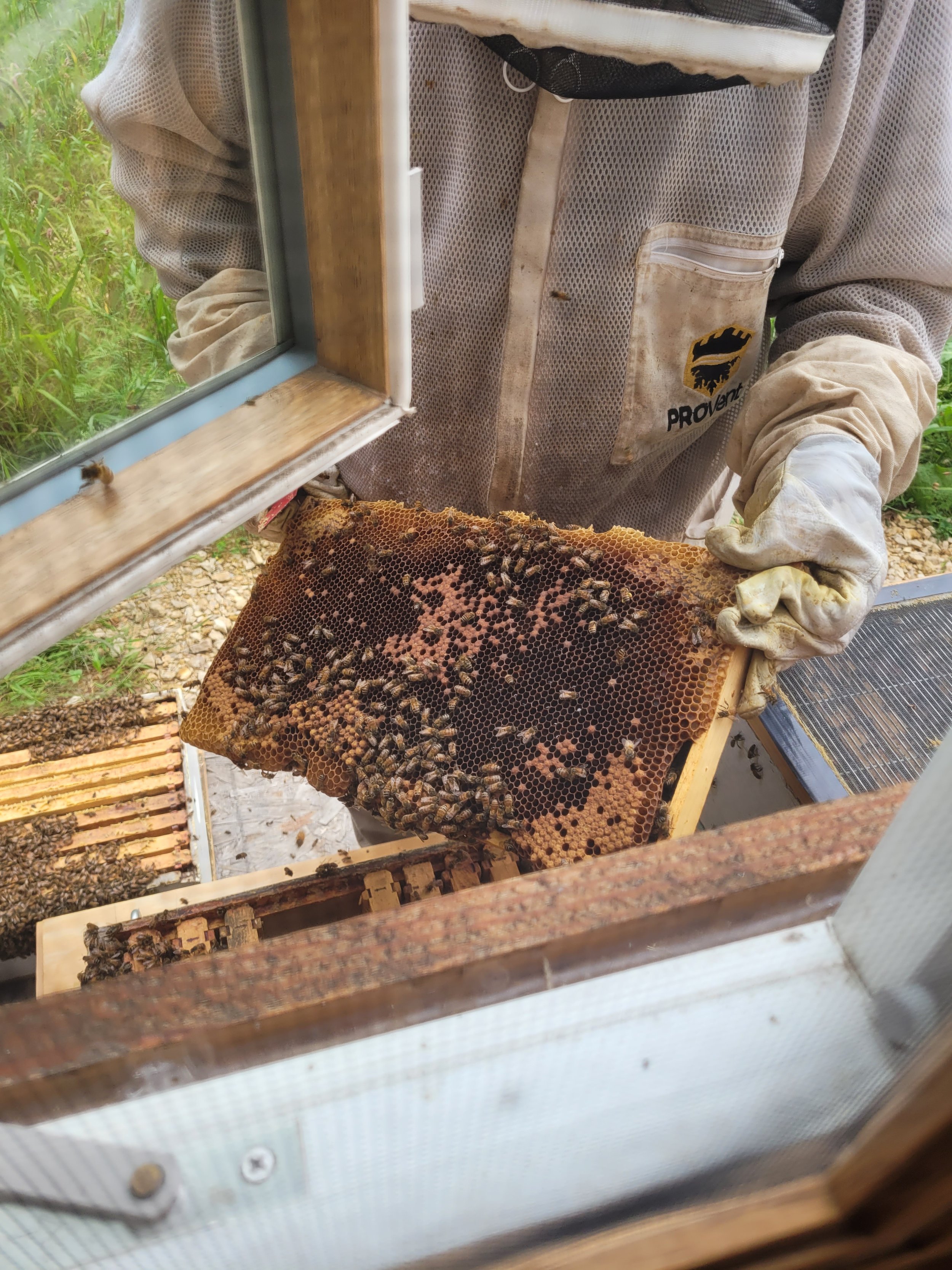 What Is Propolis?