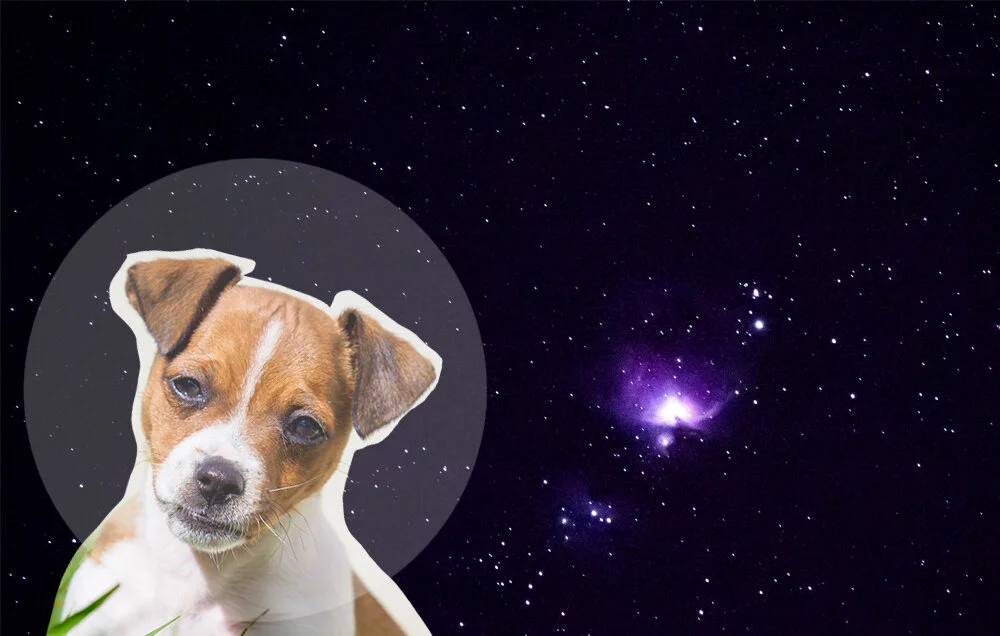 Puppy Astrophotography