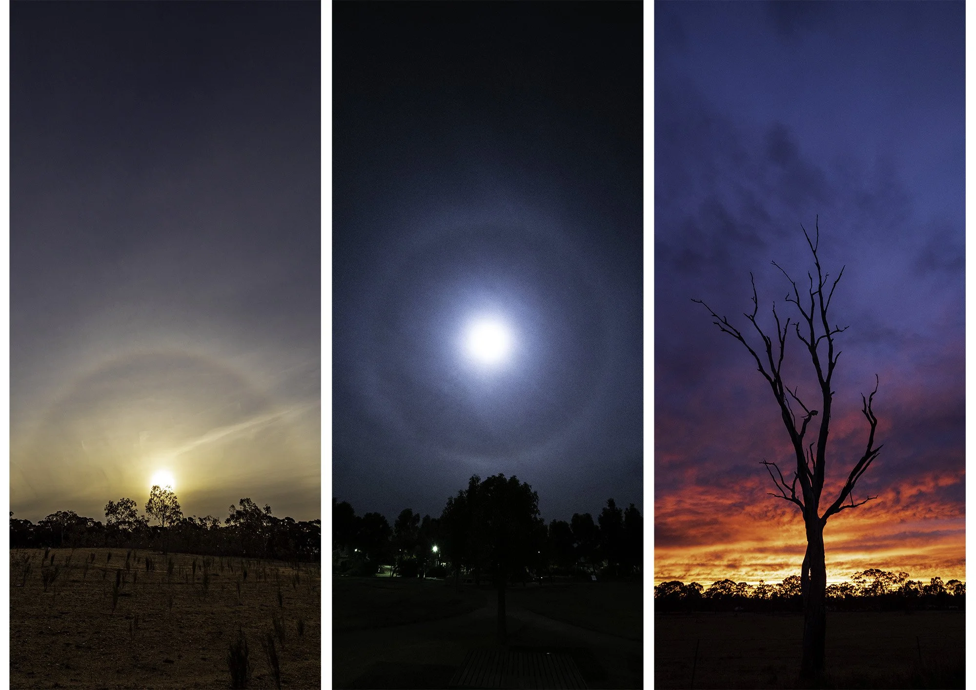 Sun Halos, Moon Halos and a Tree at Sunrise