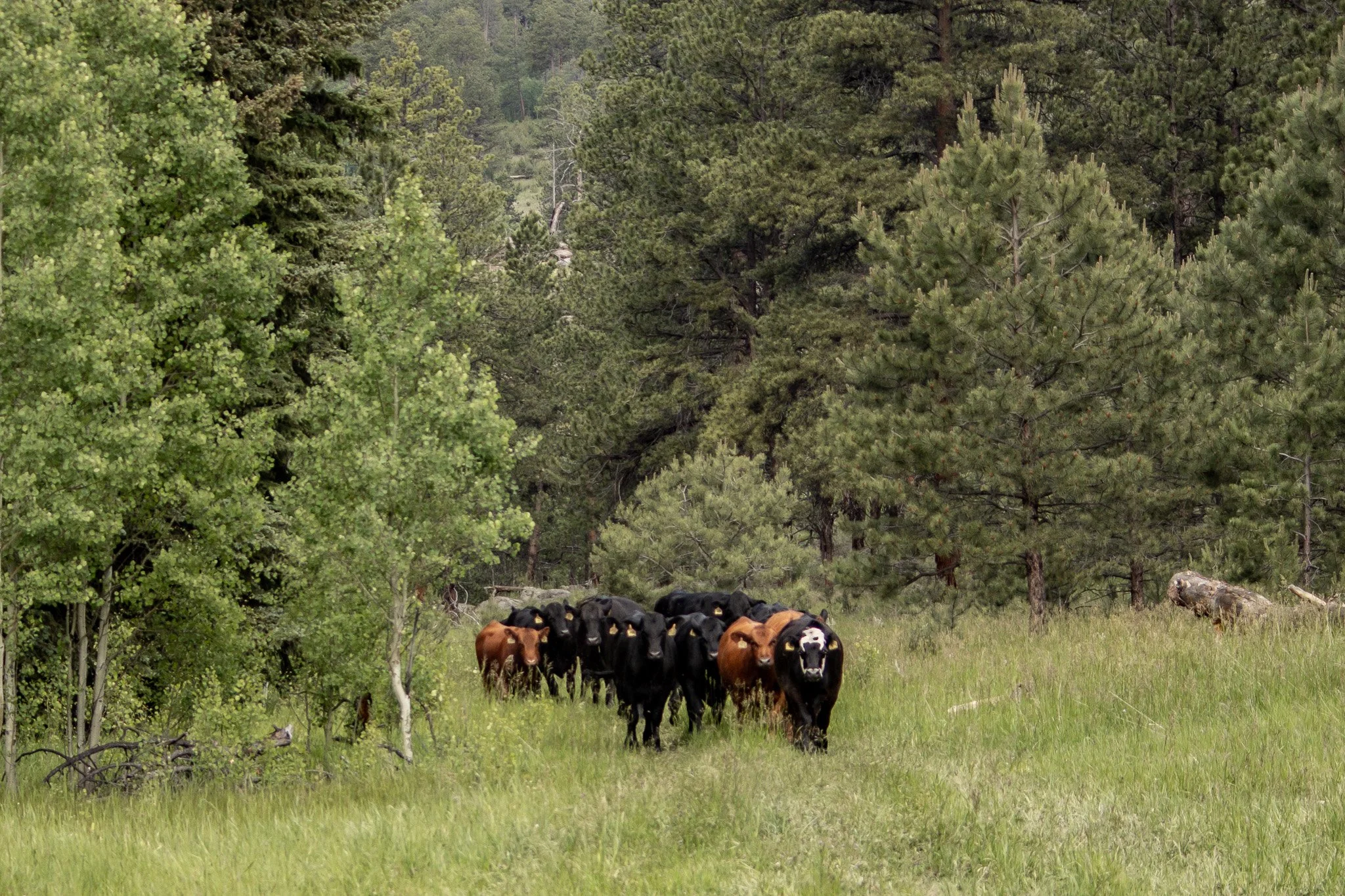 A herd of cows walking on a grassy meadow surrounded by trees and forest.