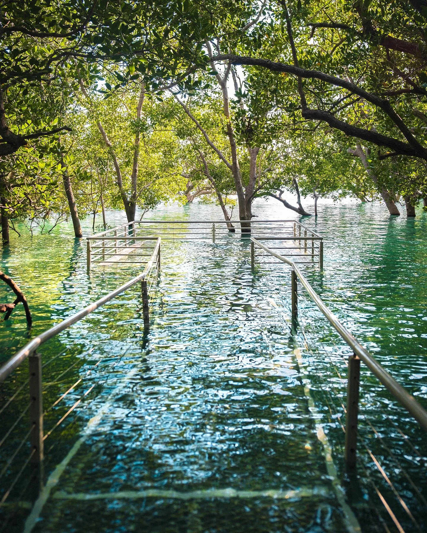 Beautiful place to go if you plan to visit Darwin: The Mangrove Boardwalk. 🌳 It&rsquo;s an easy short walk through a mangrove forest where you can enjoy the nature and have fun walking along this walkway.
&bull;
Hermoso lugar para visitar si estas e