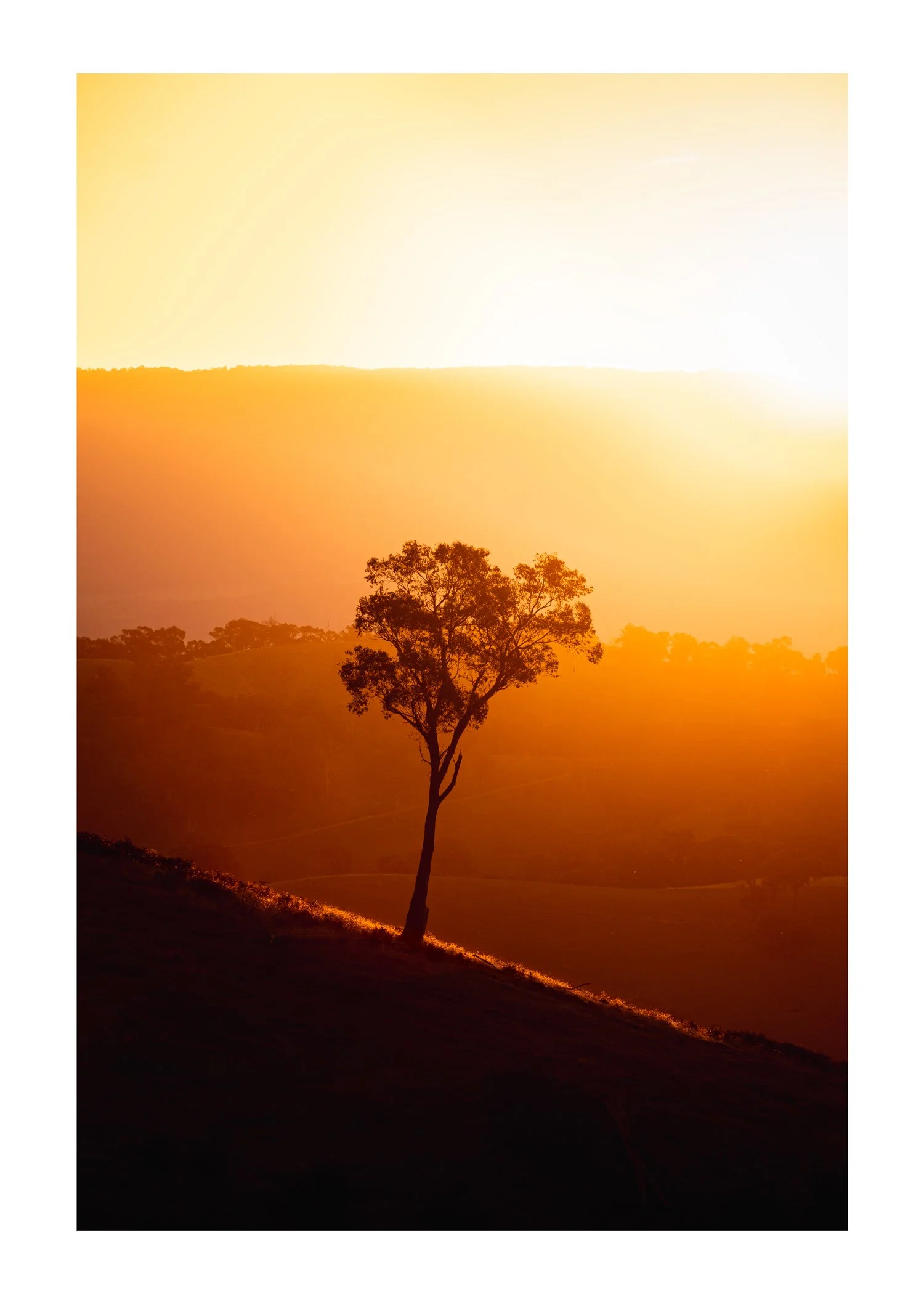 Lonelly-Tree.jpg