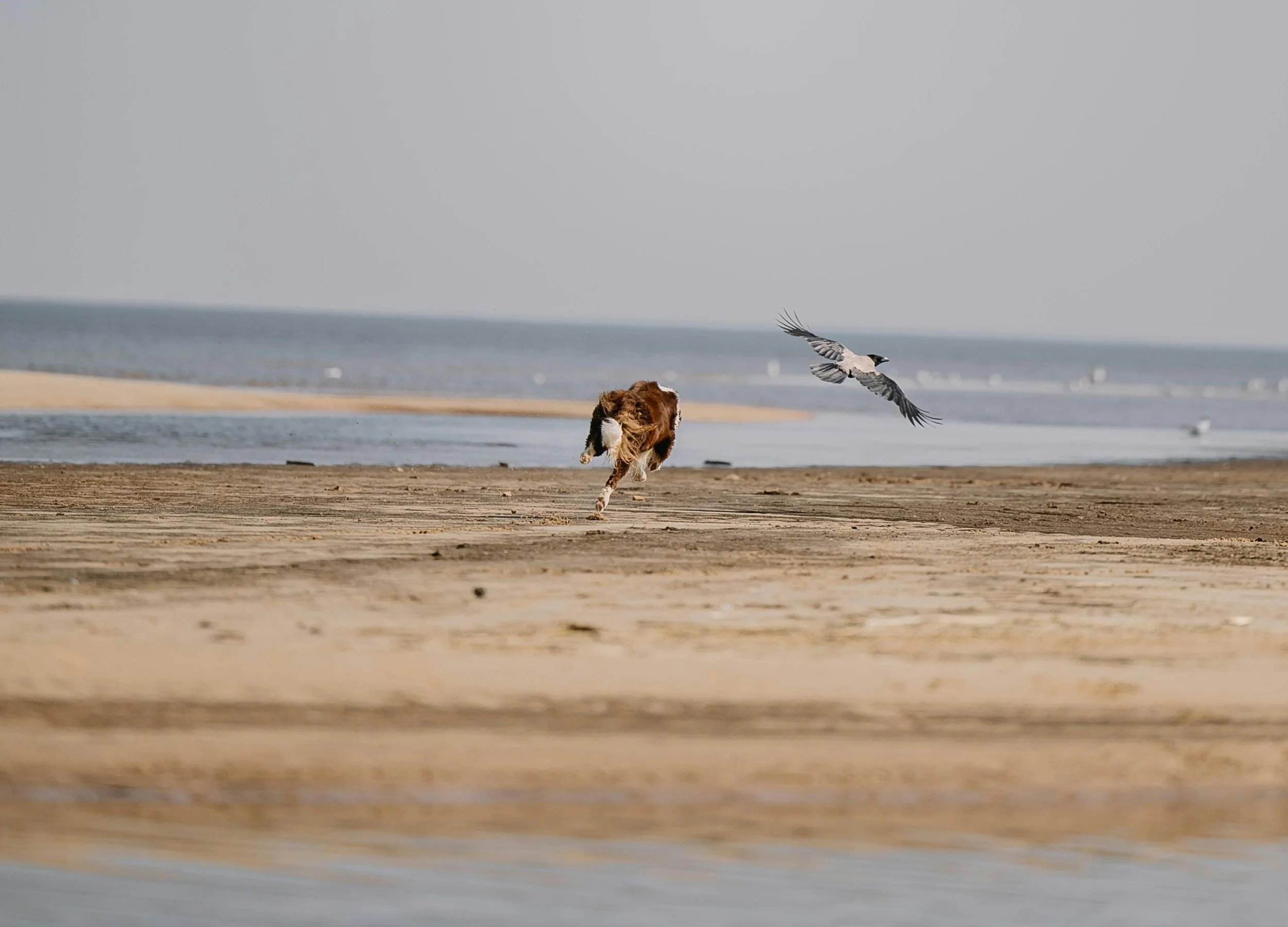 Stop dog from chasing