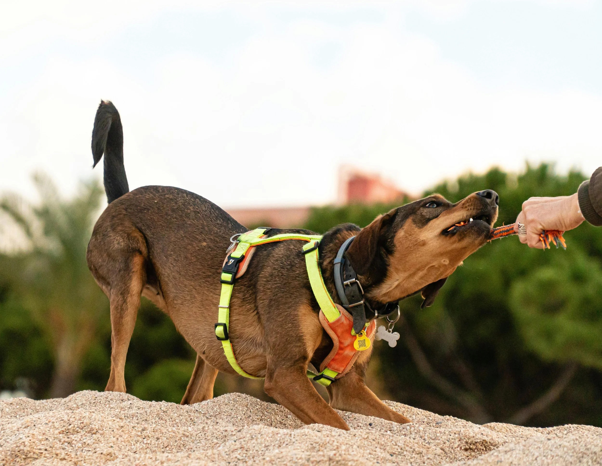 One on one Dog Training Inner Melbourne
