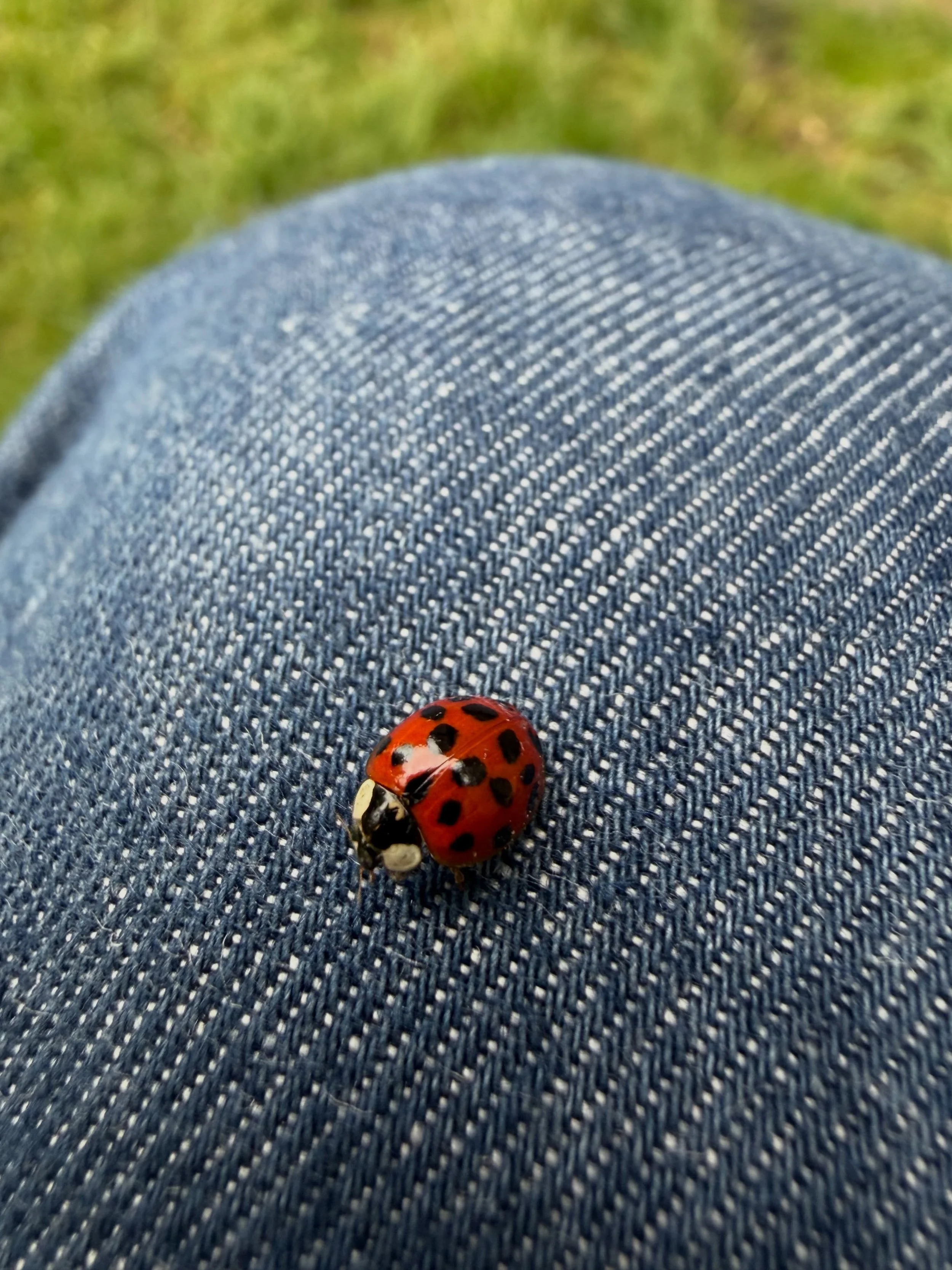 Sharing this wee pal who joined me for a few moments today as I prepared before client sessions. And also slide to see some cushions that I made this week - not really because I wanted to make cushions but mainly because I have a piece of writing to 