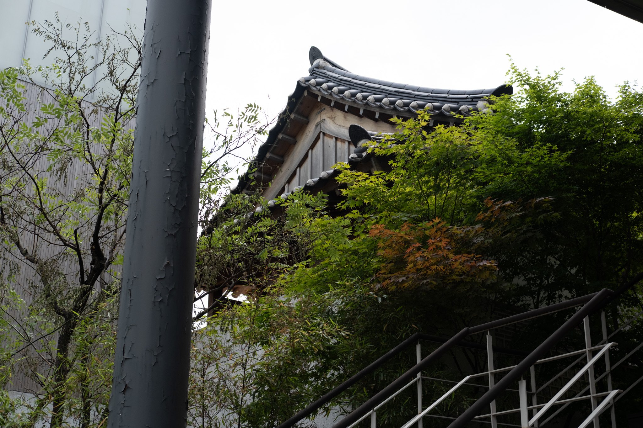 KOREA PHOTOS 2025-04.jpg