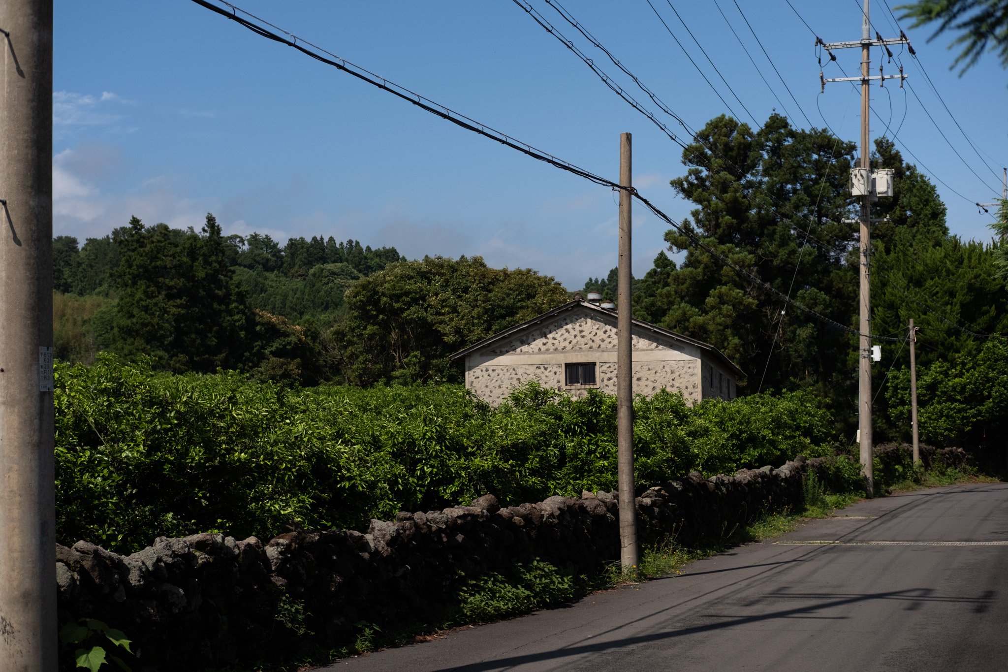 KOREA PHOTOS 2025-40.jpg