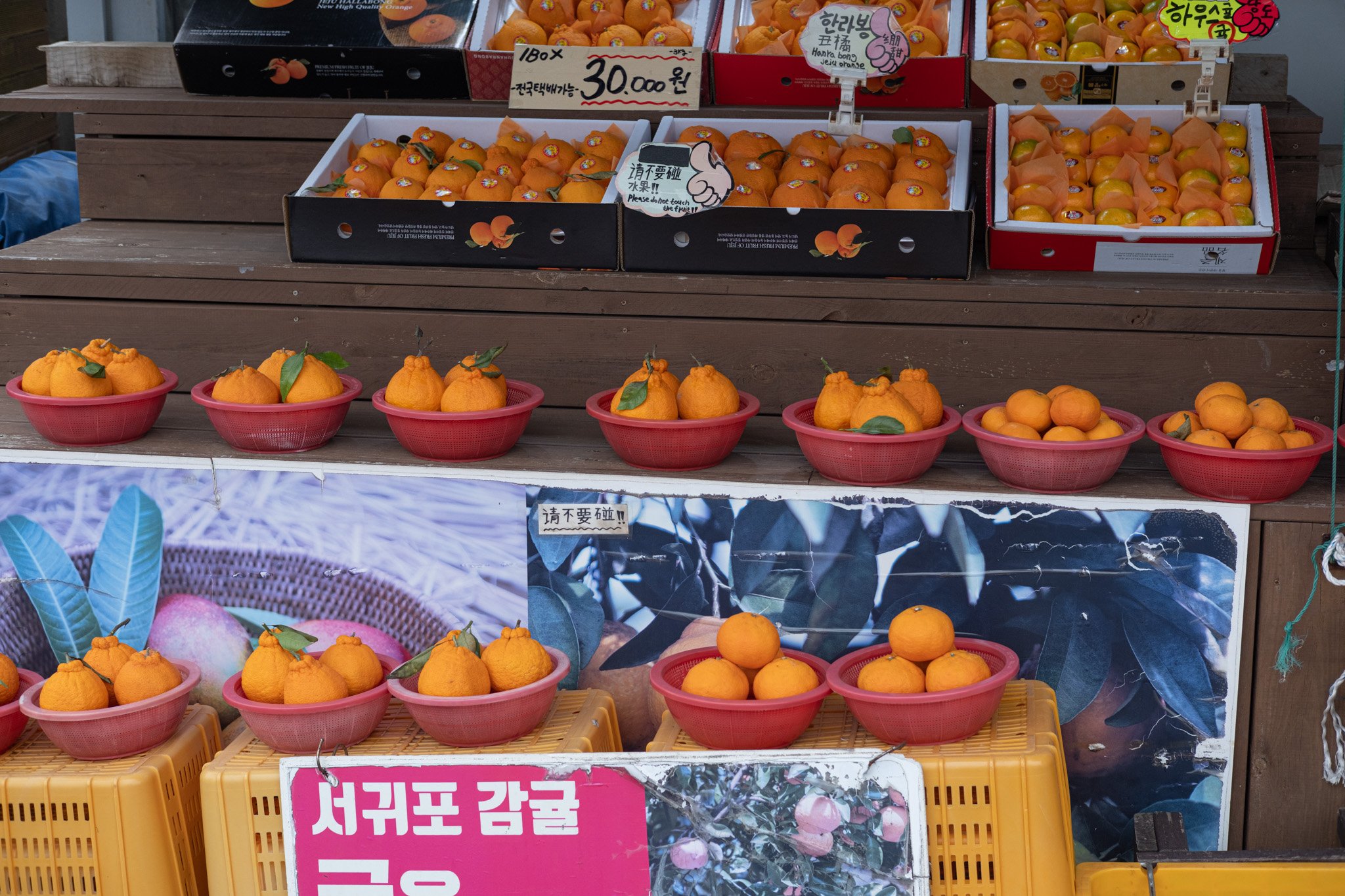 KOREA PHOTOS 2025-35.jpg